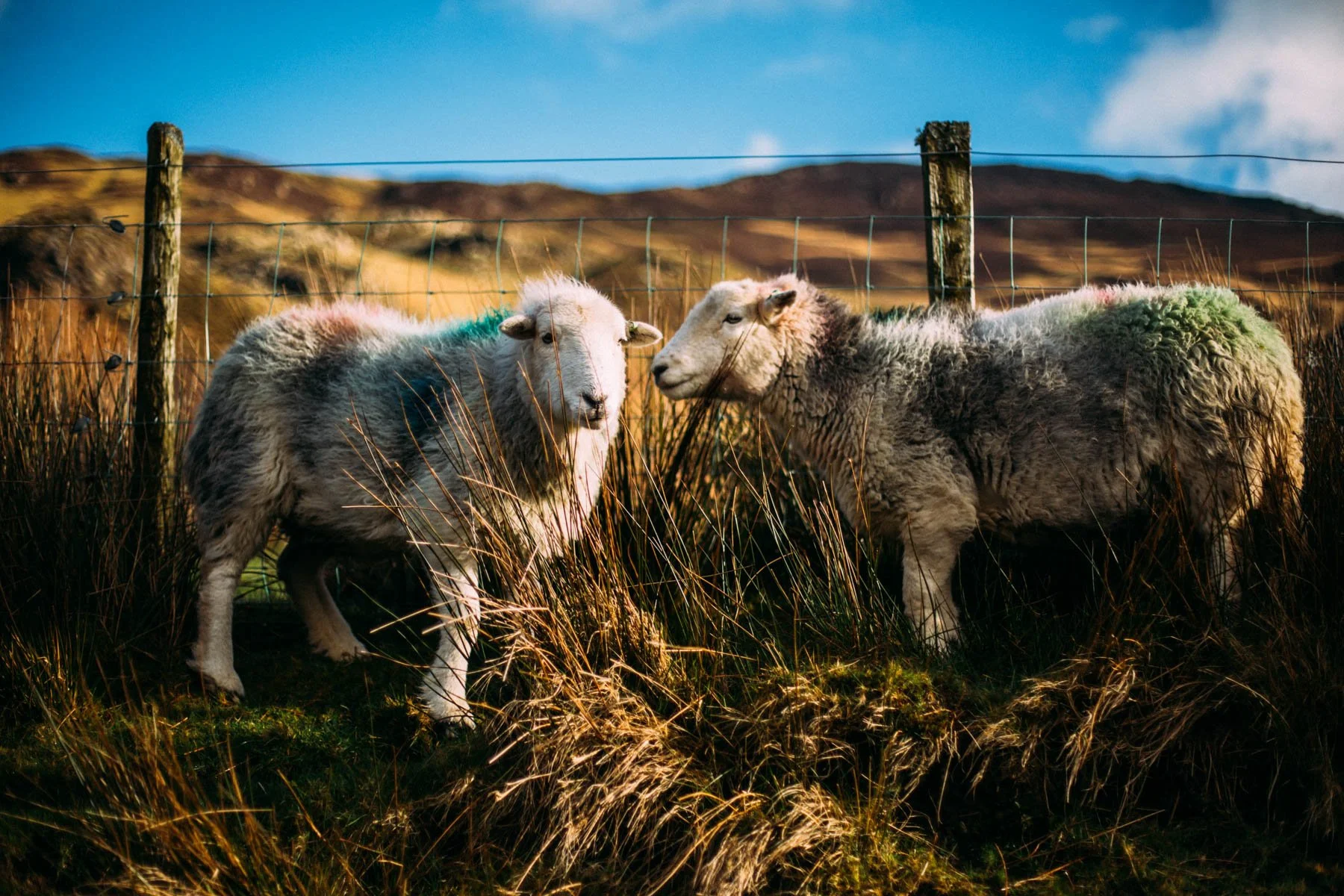 Sheep grazing in the Lake District countryside