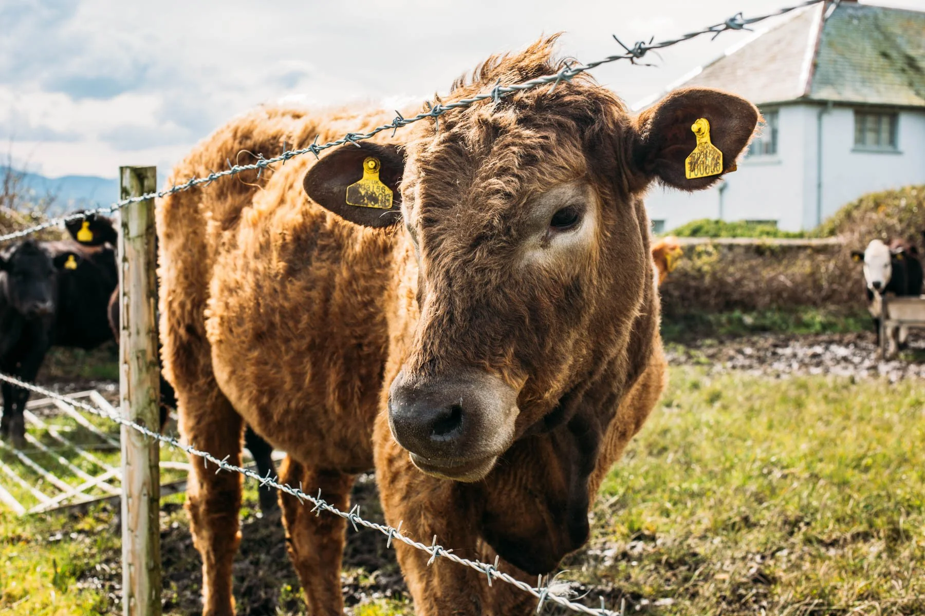Cows grazing in Welsh countryside