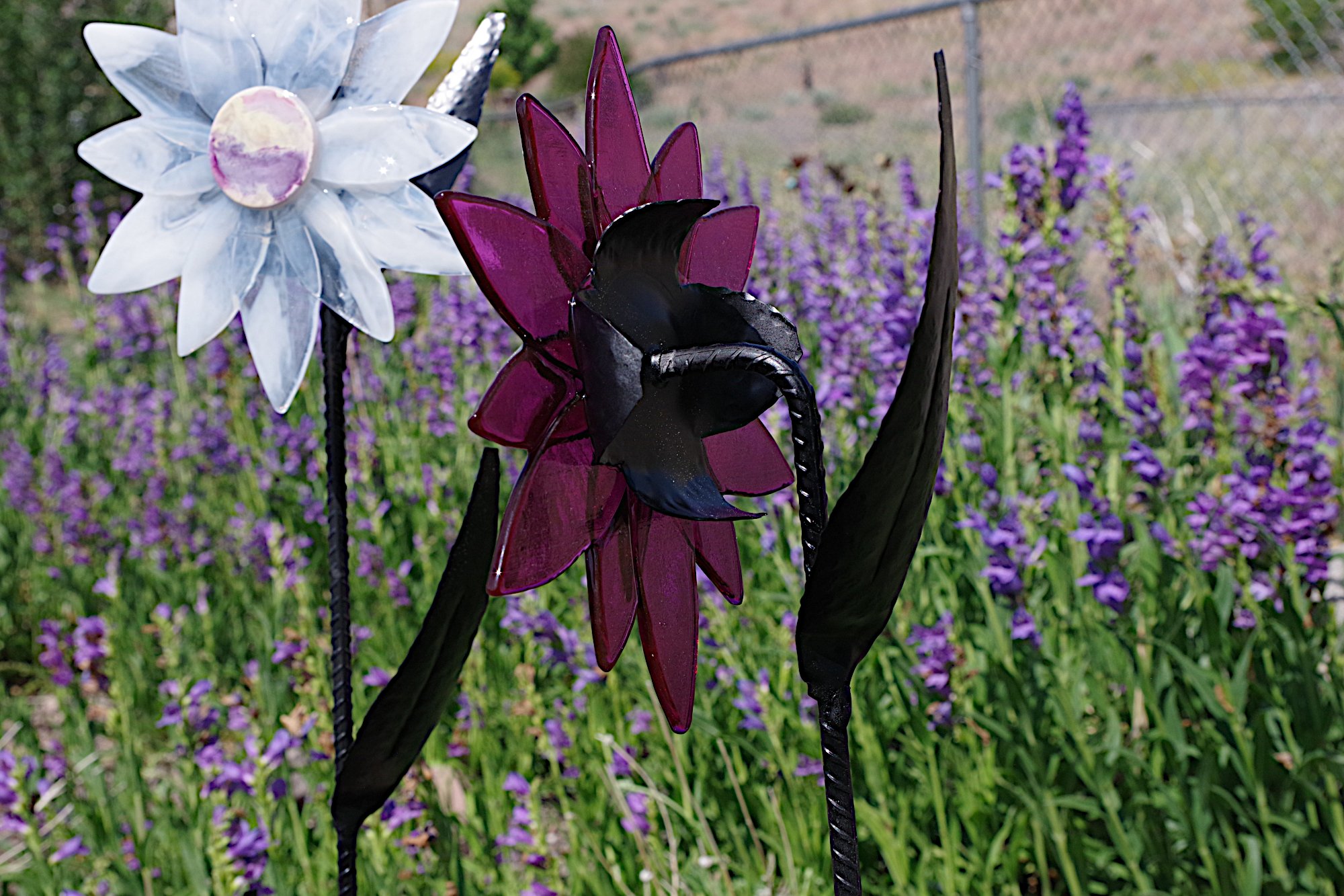 IMGP4155a.JPG (Copy)