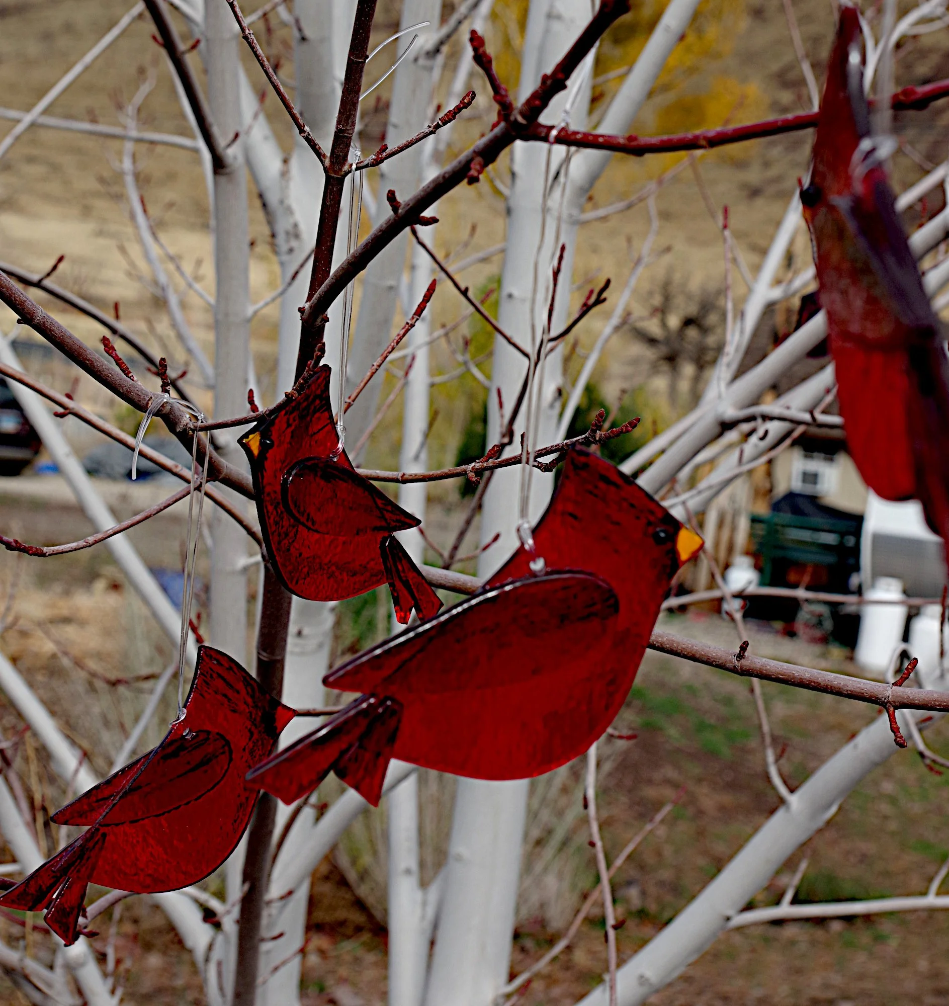 IMGP4347a (copy).JPG