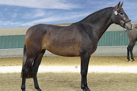 opera+cheval+pratique.jpg