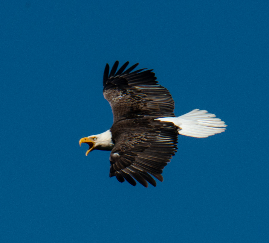 Bald Eagle 2018