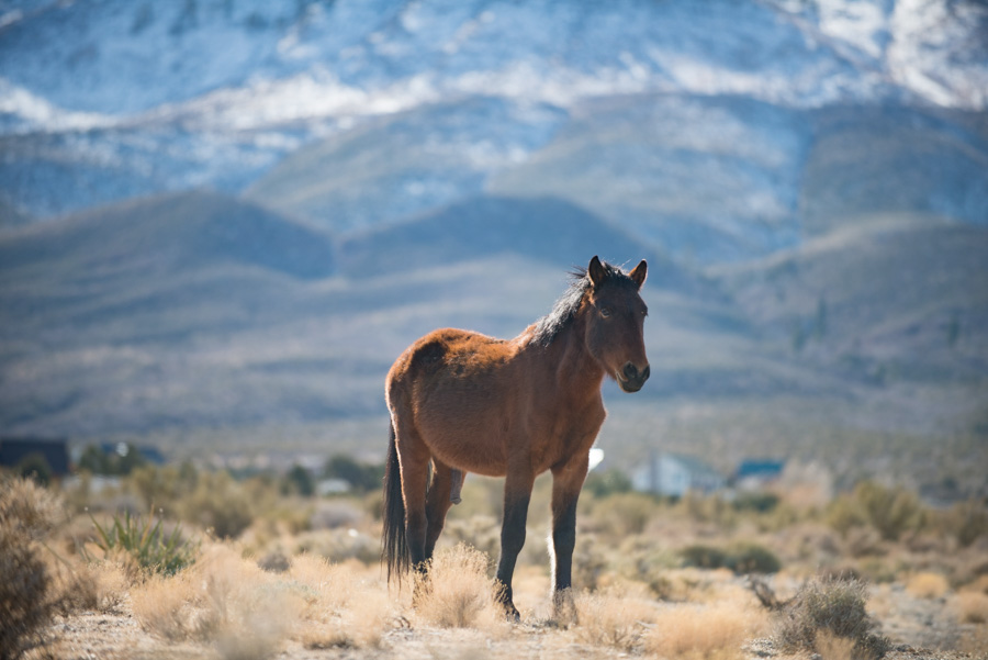 Wild Horses-Nevada-2018