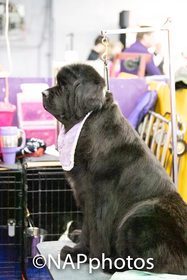 DSC_6529.jpg