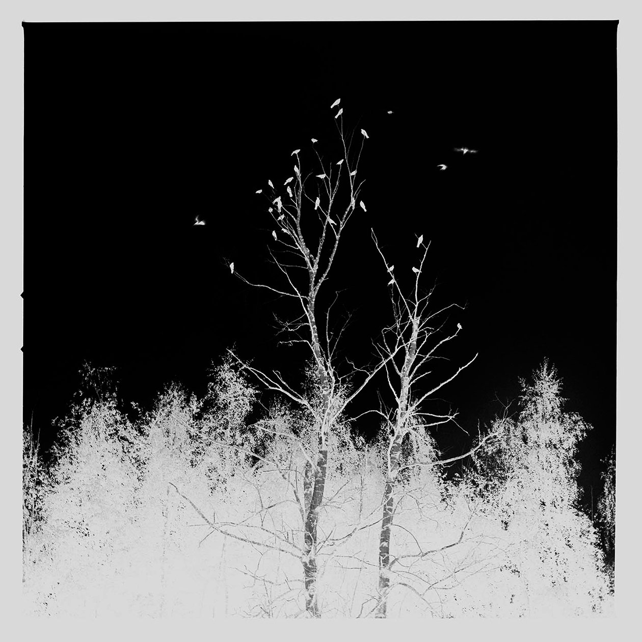 04Backyard-Tree_Crows06.jpg
