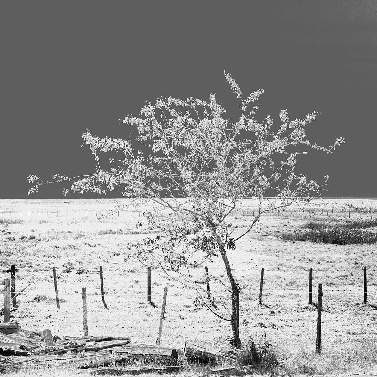 29RiverRoadSolarized-Tree.jpg