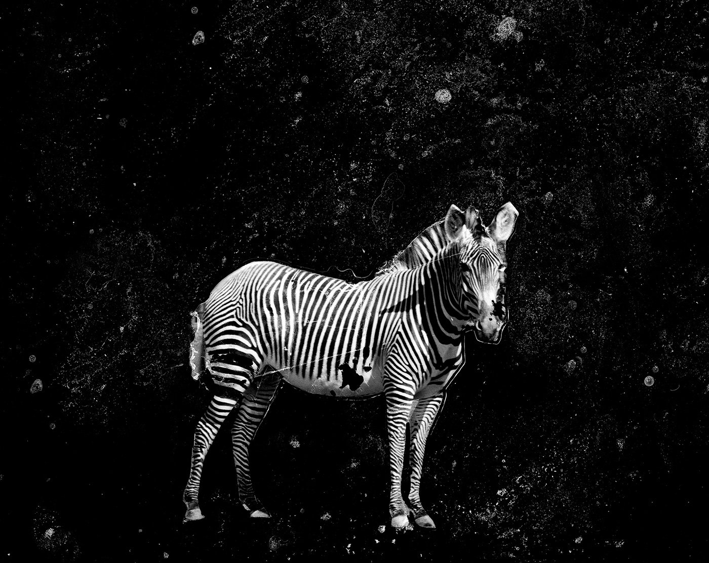 COSMIC ZEBRA