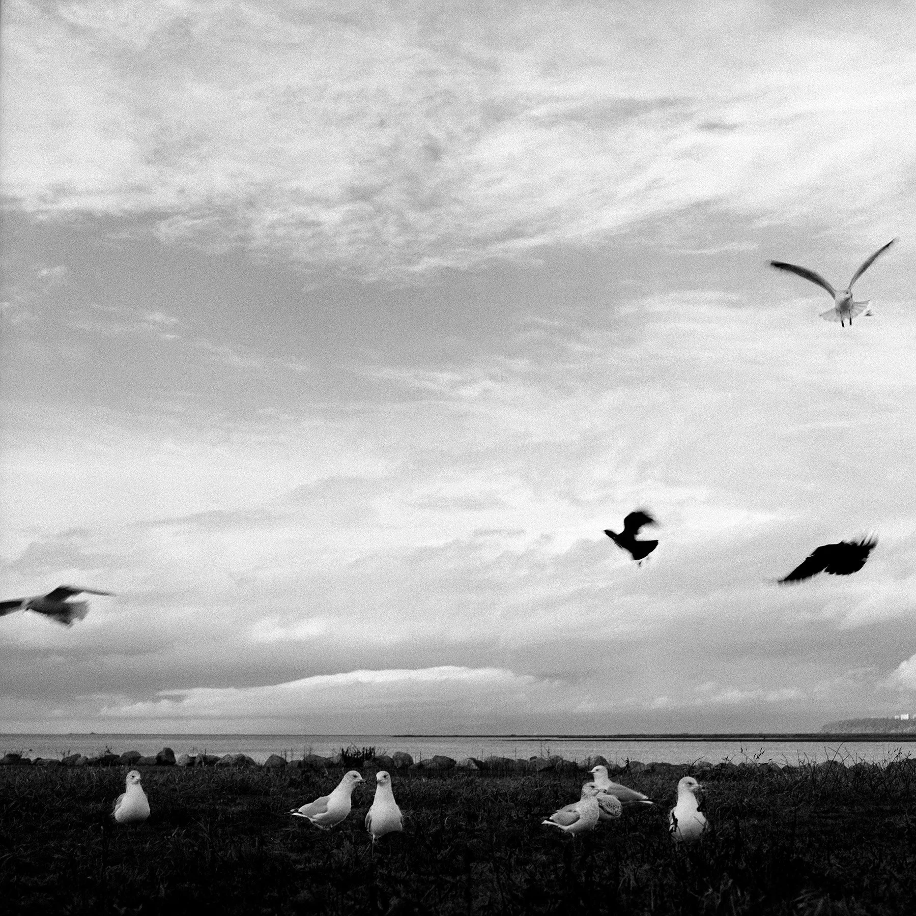 09Birds_RiverRoad19.jpg