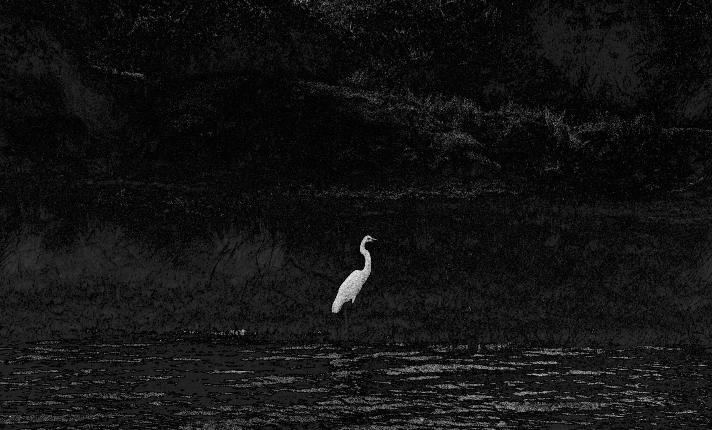 Crane, Kazinga Channel, Uganda