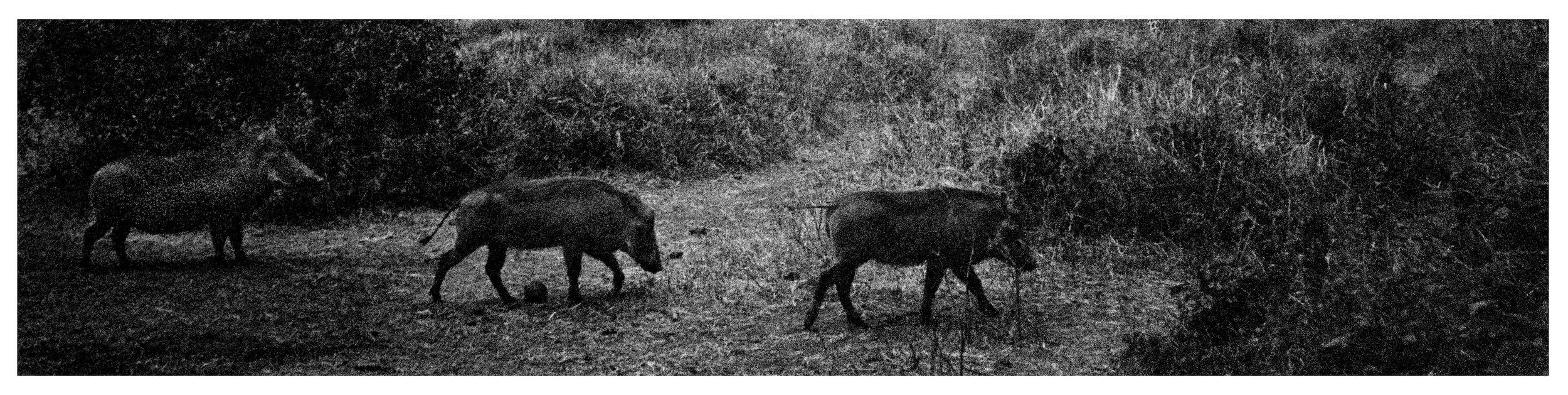 Boar Crossing