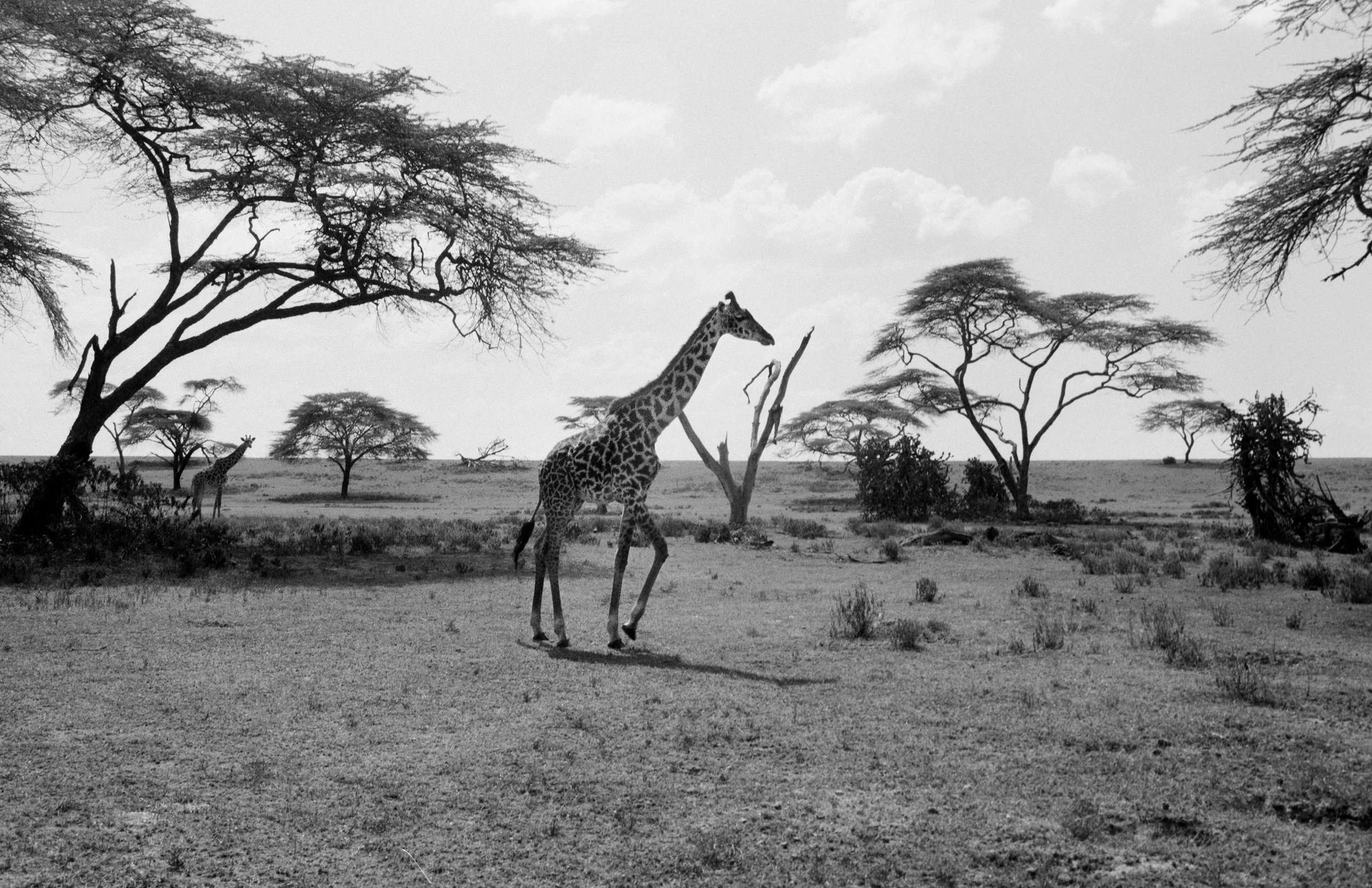 Walking Safari