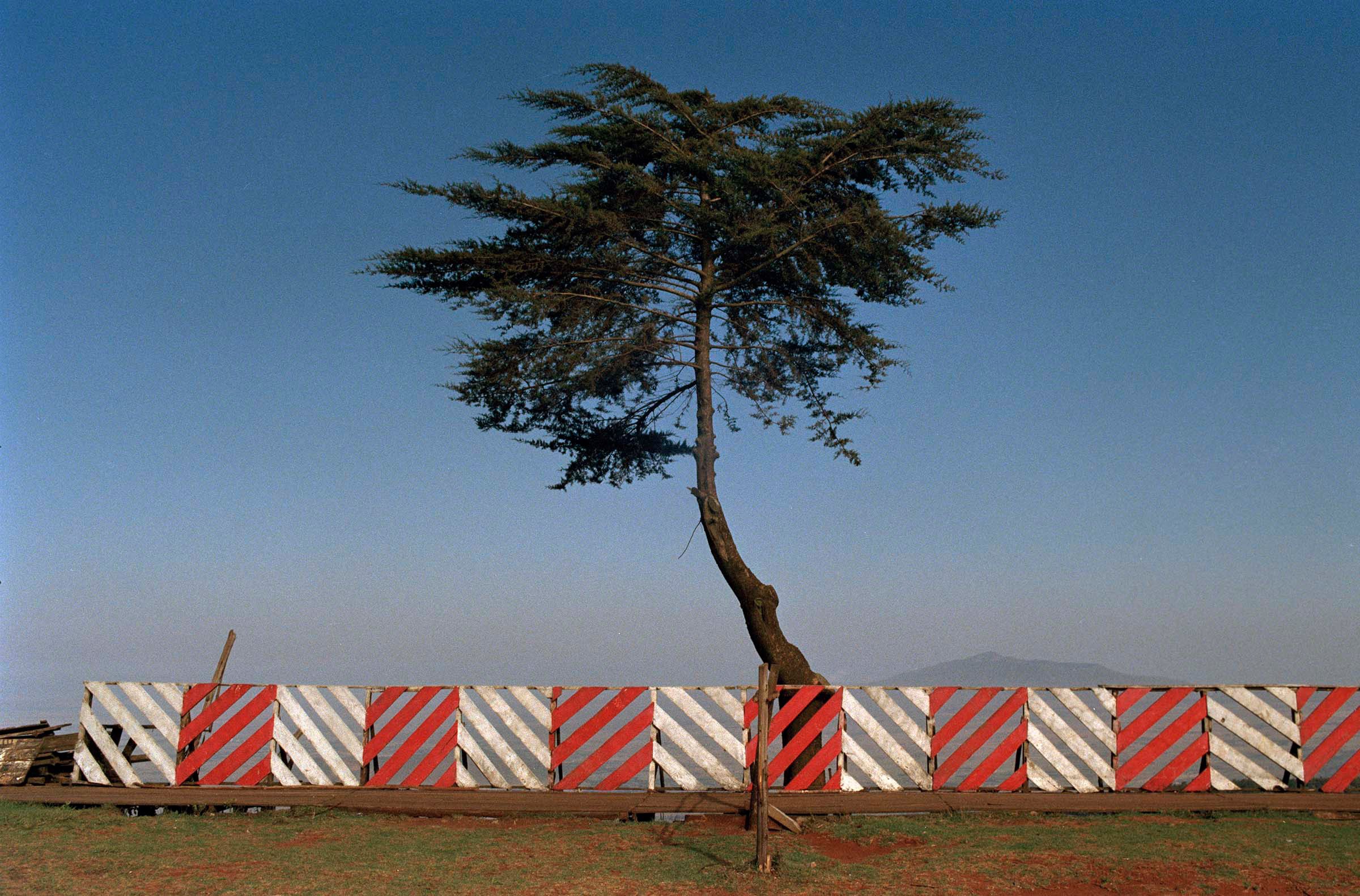 Untitled Tree, Nairobi