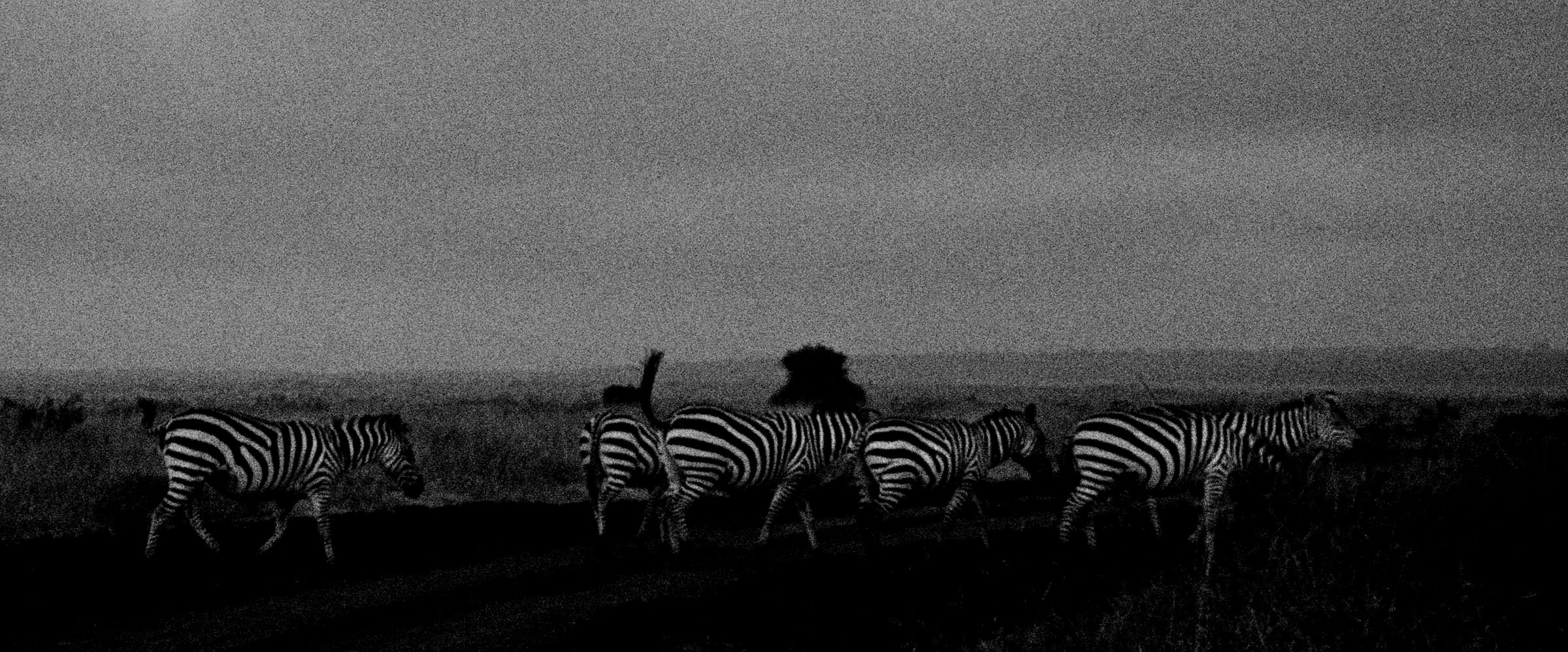 Zebra Crossing, Dawn