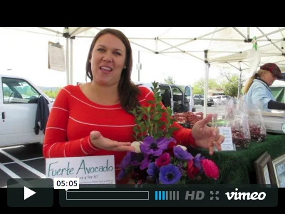 A Digital Conversation with Nicolina Alves