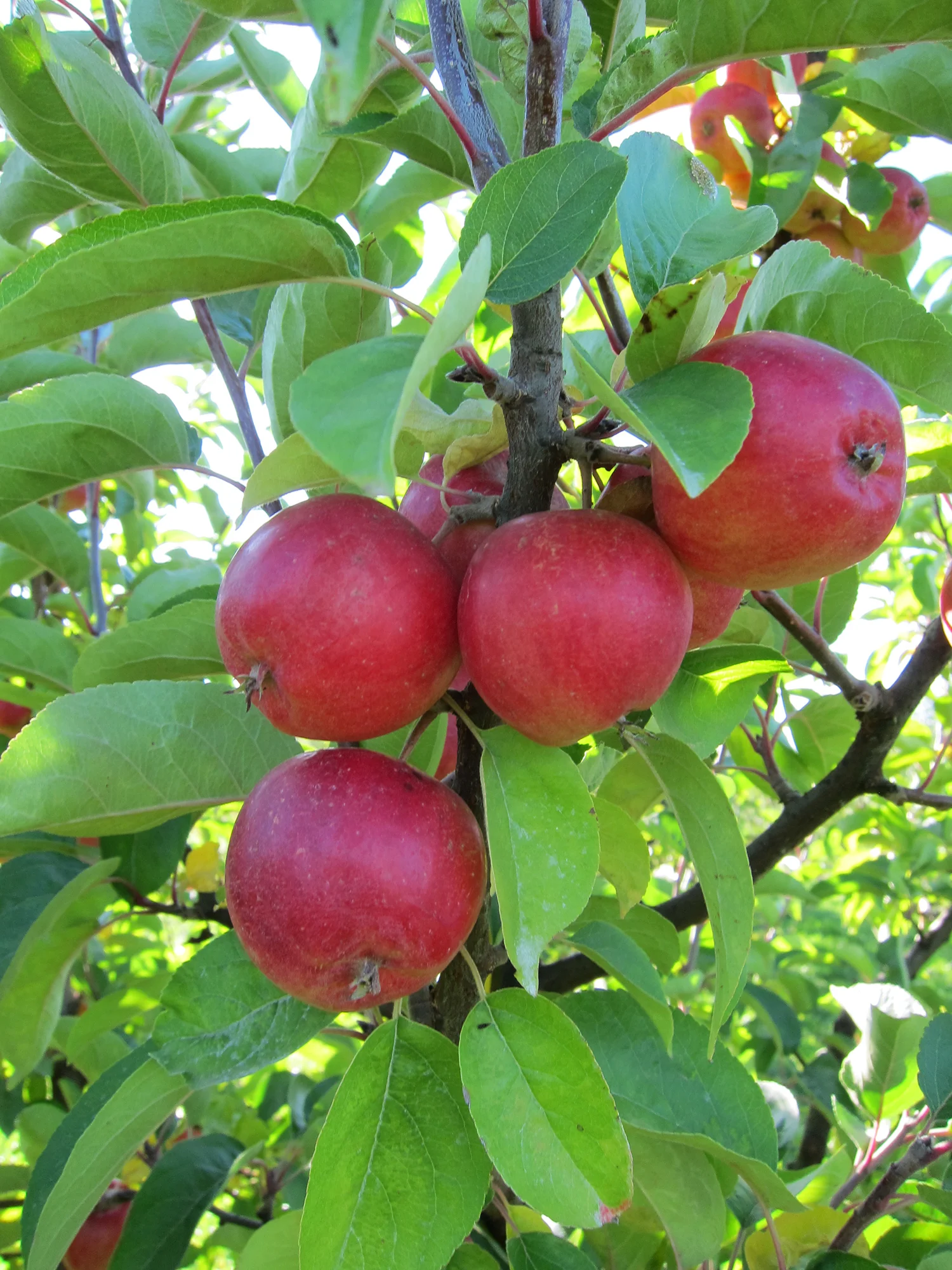 5 Tips for Building Community Around the Kitchen Table