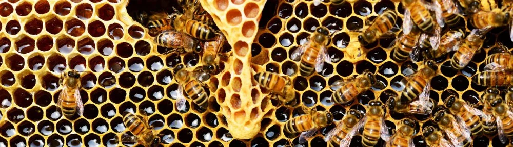 More than Honey and Sweet Sips Networking