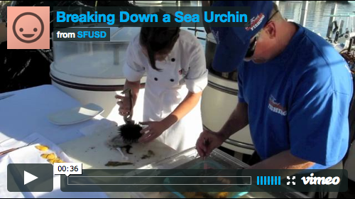 How to break down a sea urchin