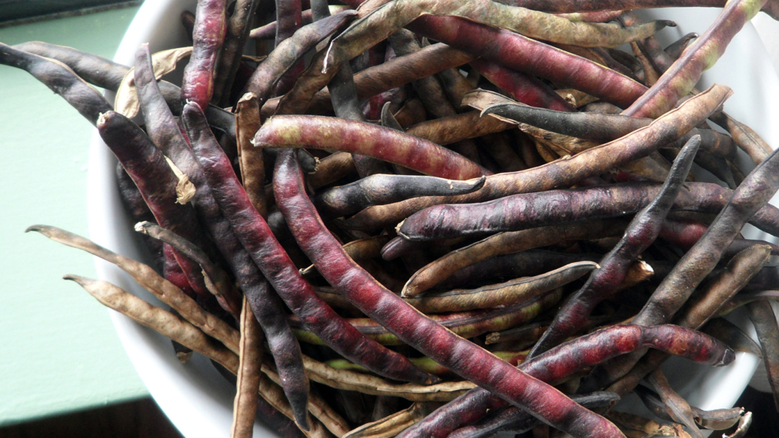 shellbeans_wide-8a91f61c41de9a350381fc119572c91a99bb058c-s40.jpg
