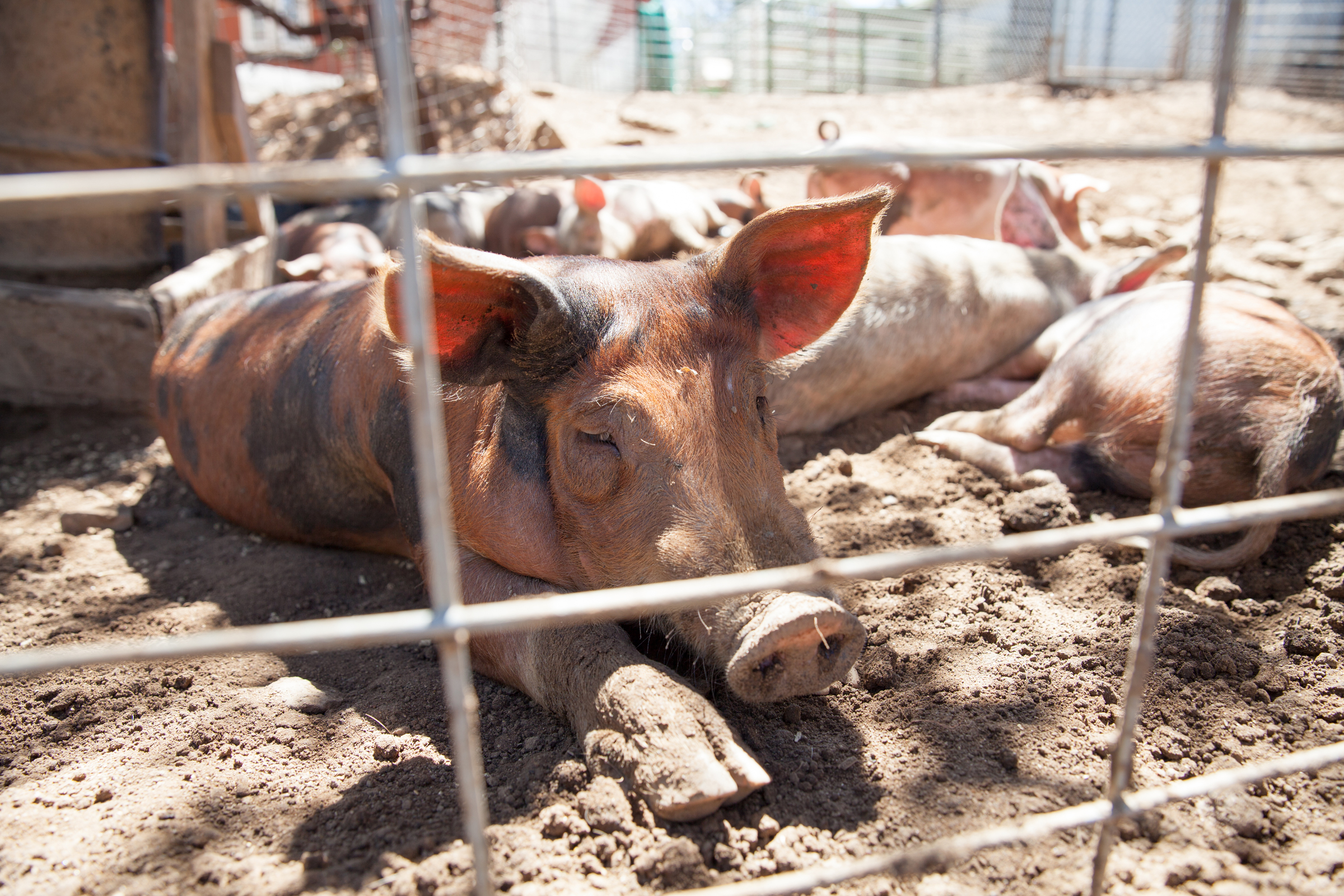 Cooks-Pigs-Visit-1.jpg