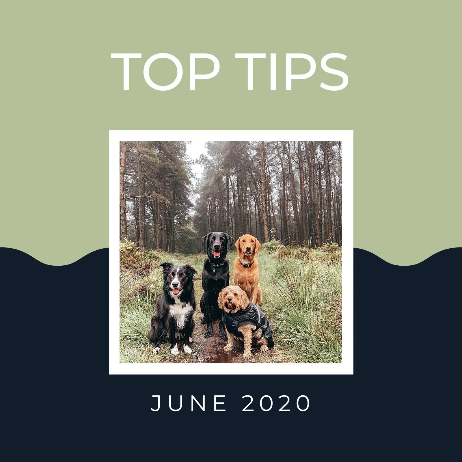 Top Tips for Capturing Perfect Pet Pics