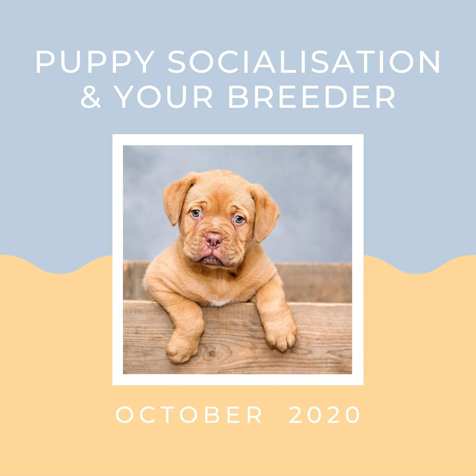 Puppy Socialisation - Here's What Your Breeder Should Be Doing BEFORE You Take Your Pup Home! 