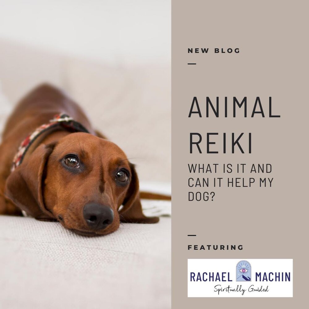 What is Animal Reiki and Can it Help My Dog? — Katie & Co