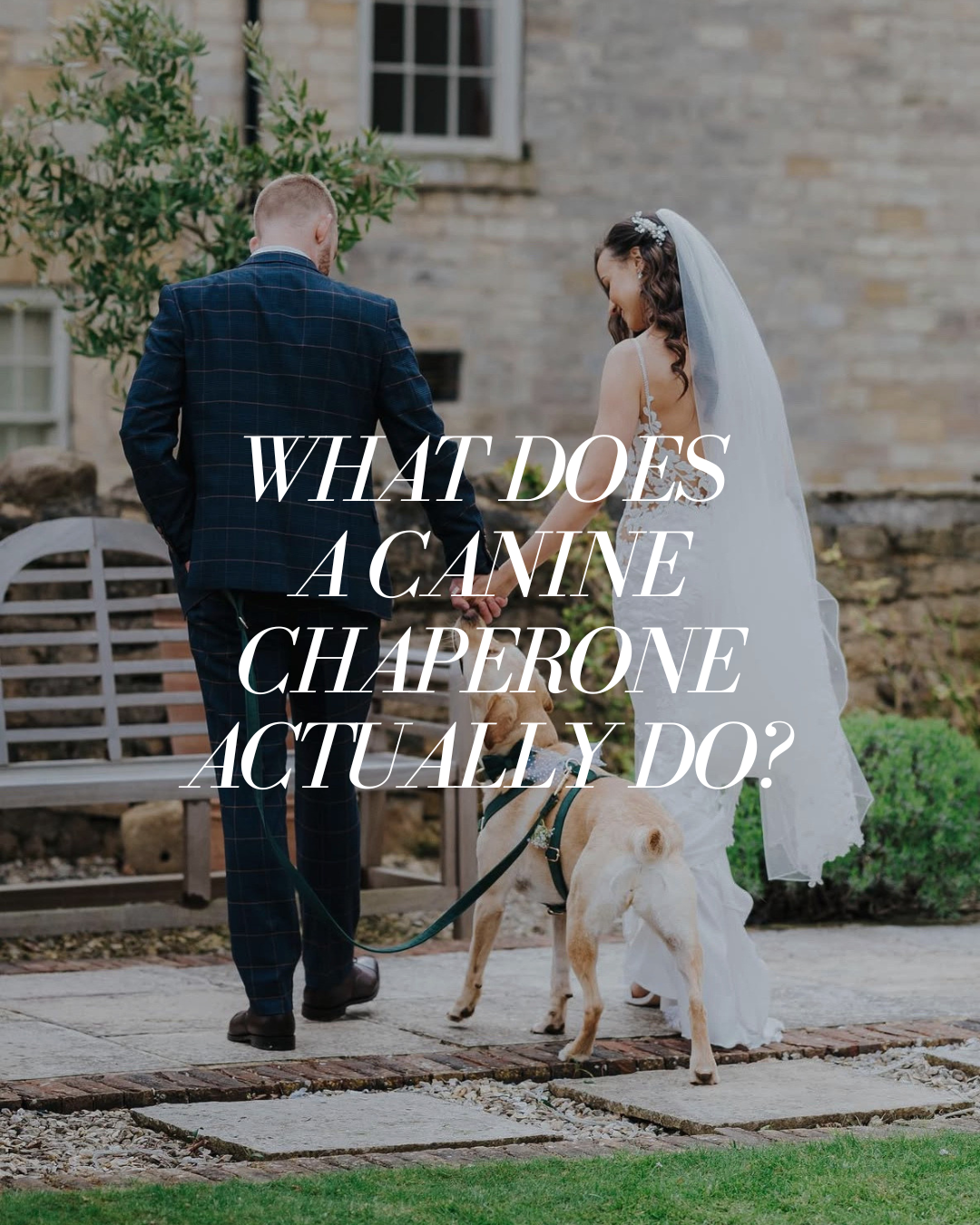 What Does a Canine Wedding Chaperone Actually Do?