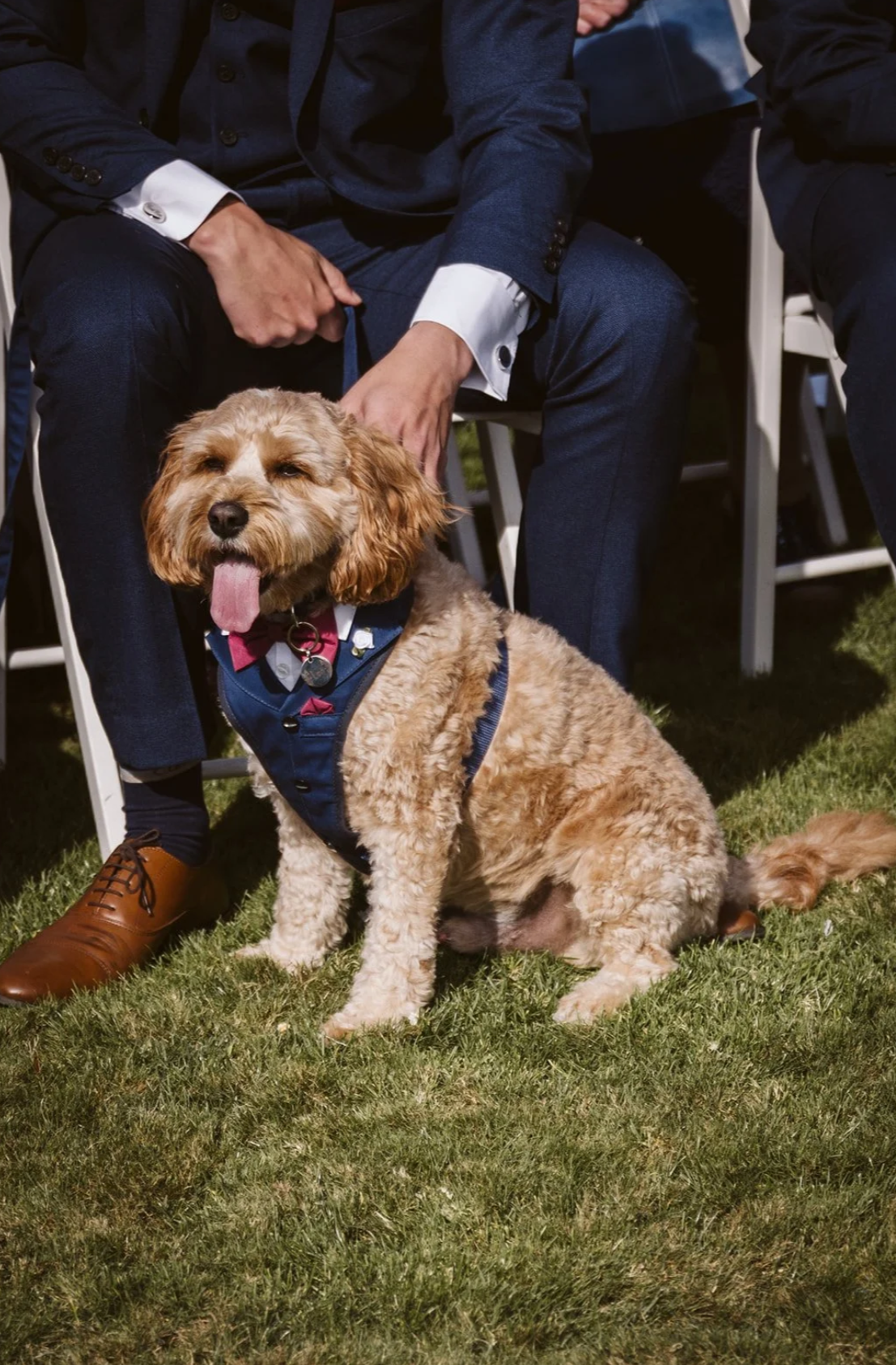 Wedding Outfit Ideas for Your Dog!