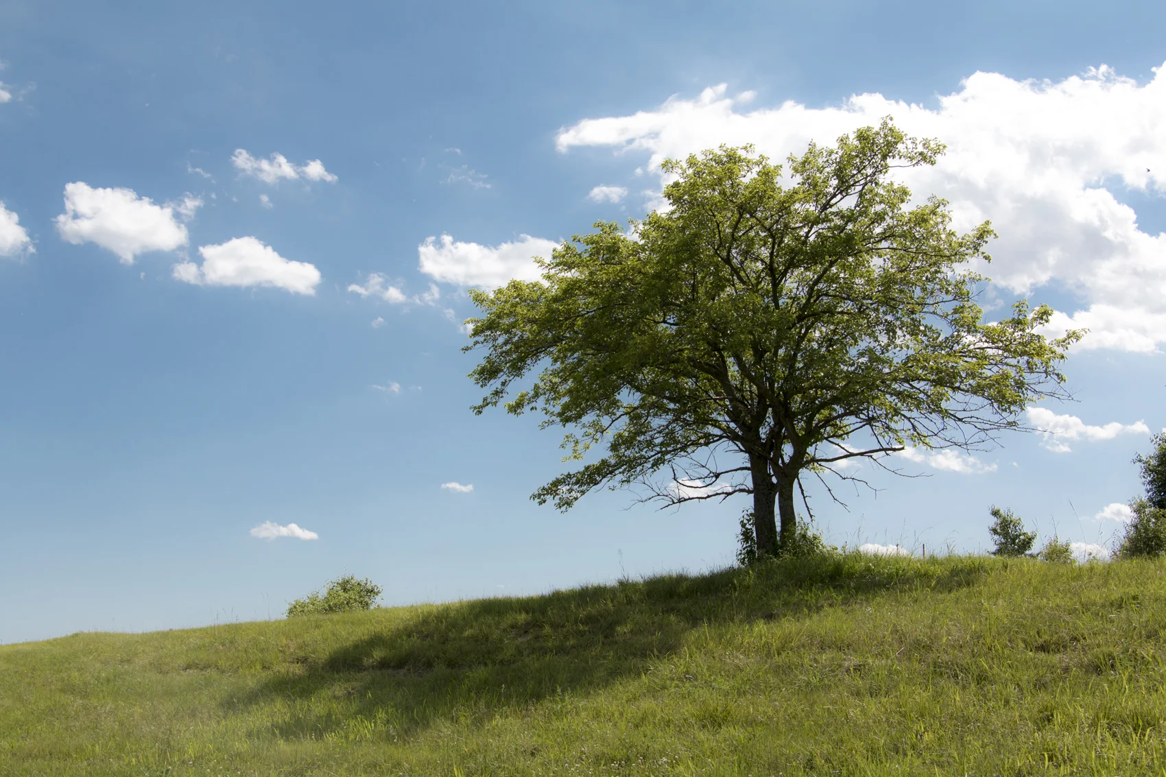Tree.jpg