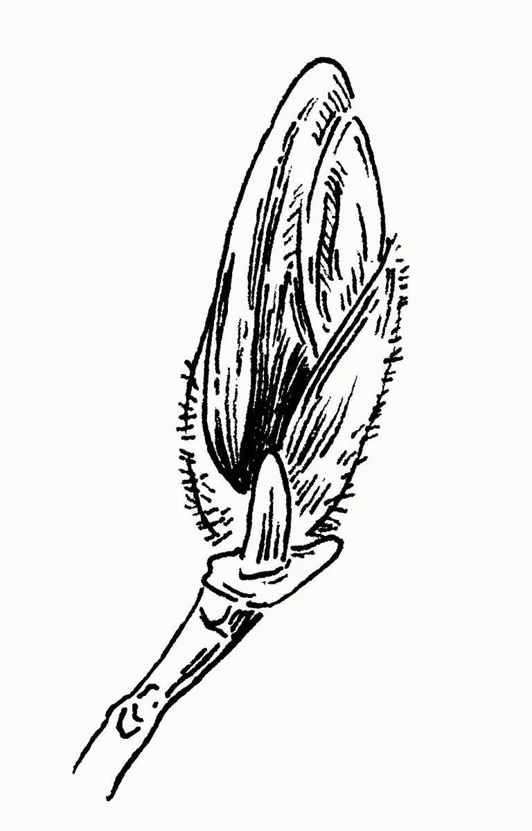 The Garden Journal - interior illustration (2023)