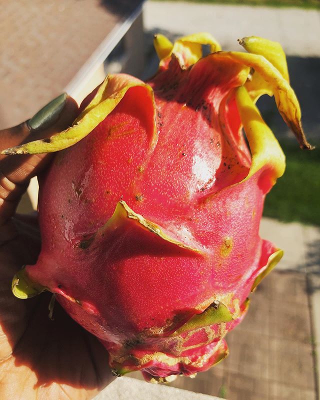 Inspo ✨ Dragon Fruit✨