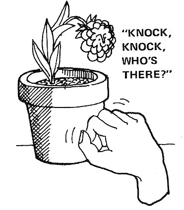funplants 21.jpeg