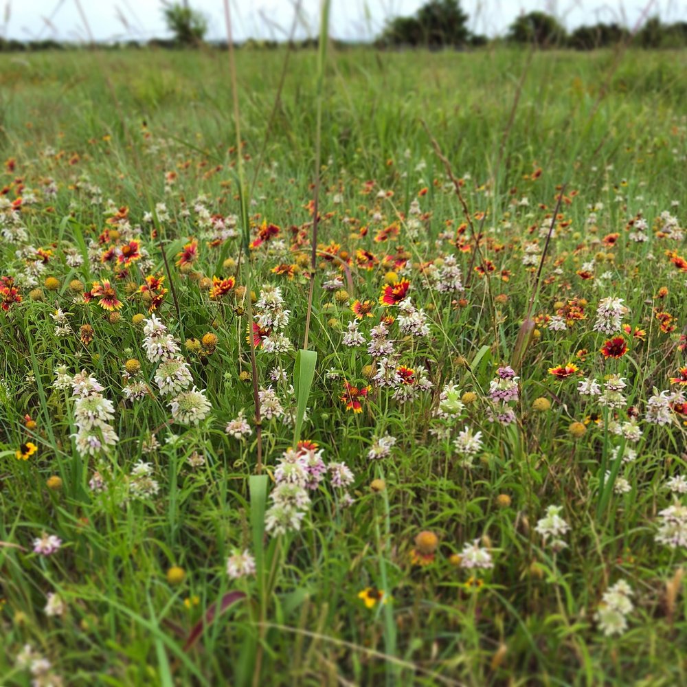 Wildflower meadow 