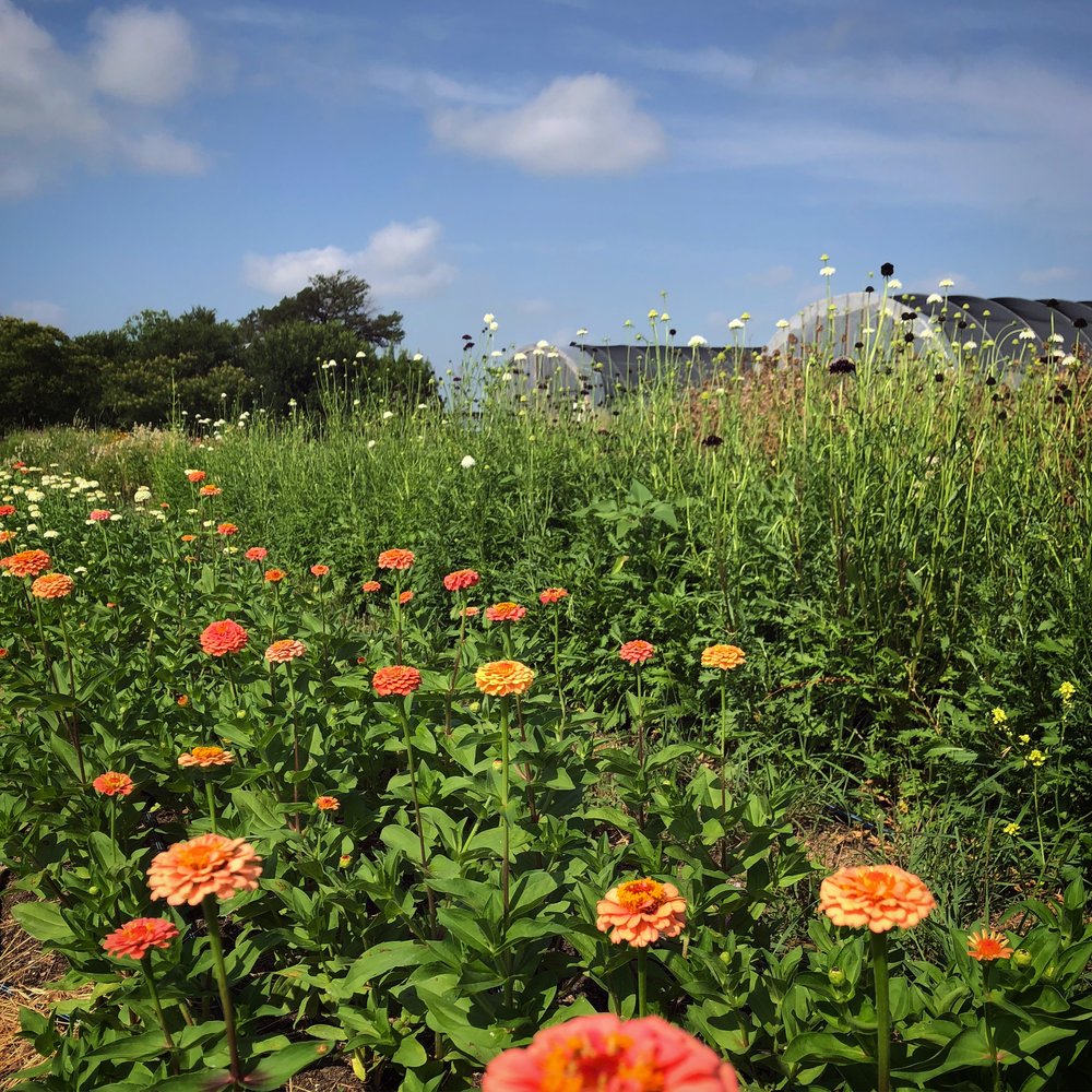 Benary's giant zinnias