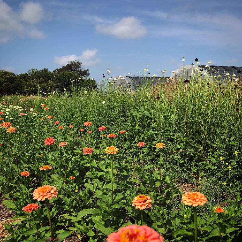 Benary's giant zinnias