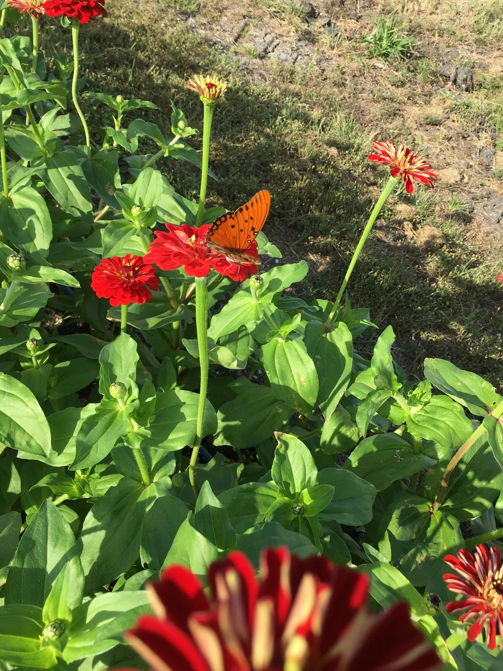 Gulf fritillary on zinnias 