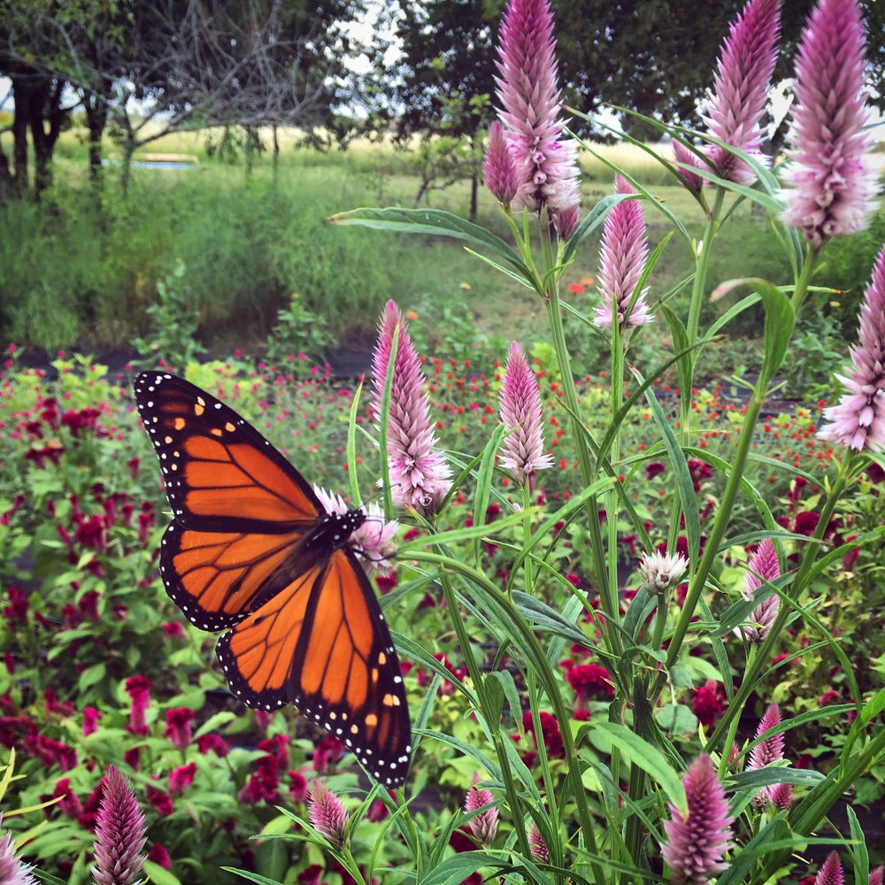 Monarch on celosia 