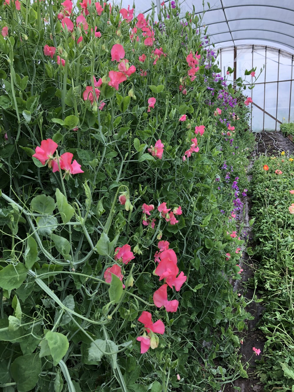 Sweet peas in the greenhouse