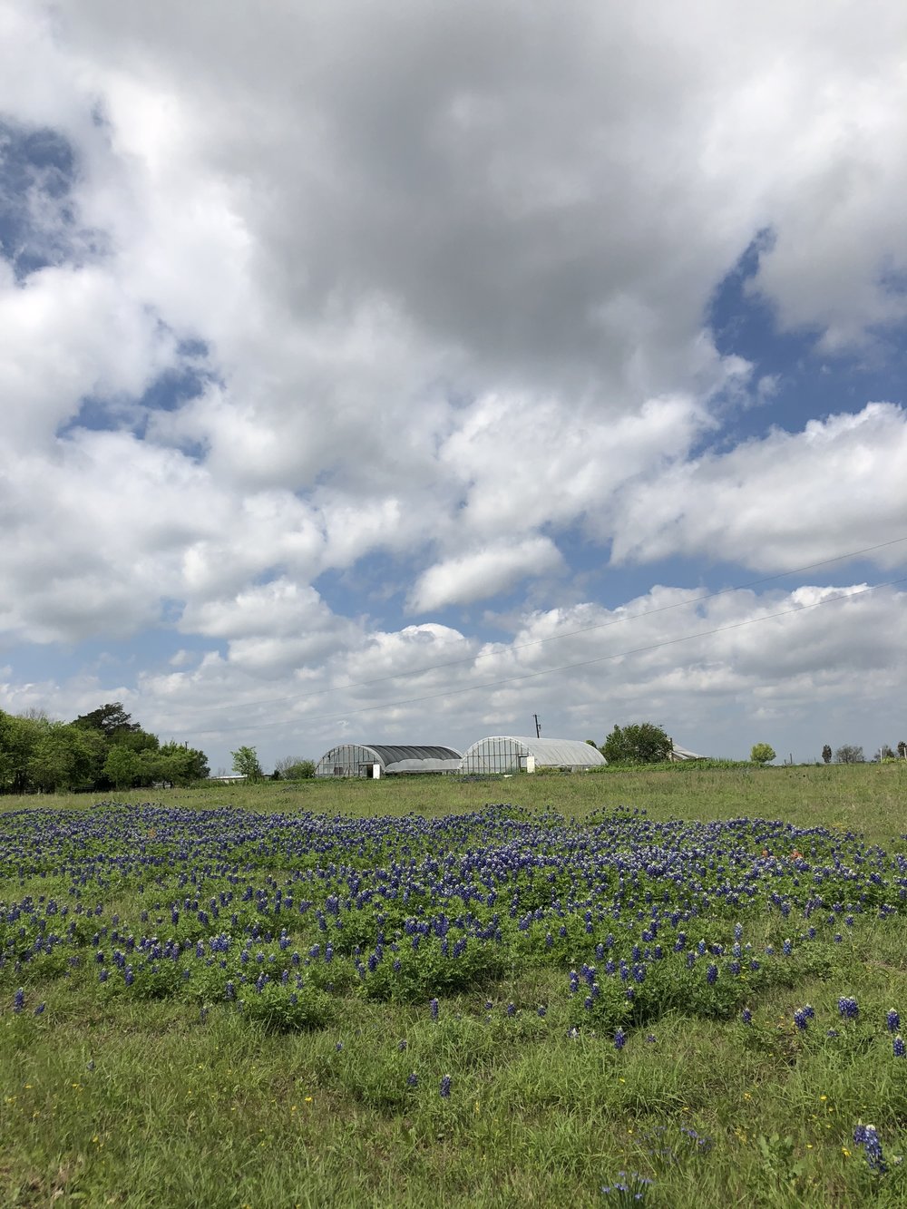 Bluebonnets at Grassdale