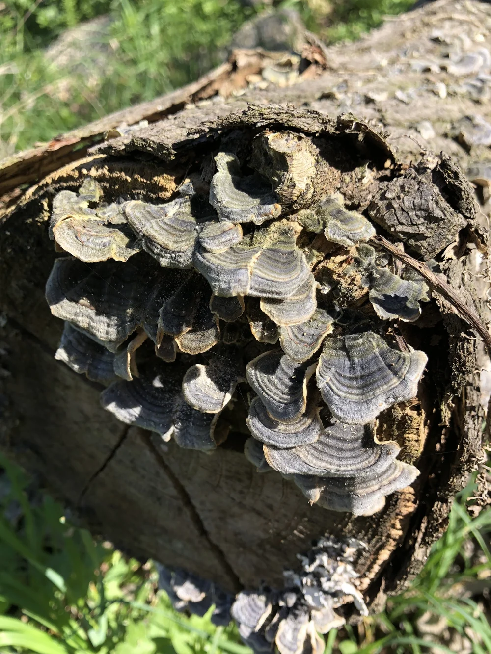 Turkey tail mushroom