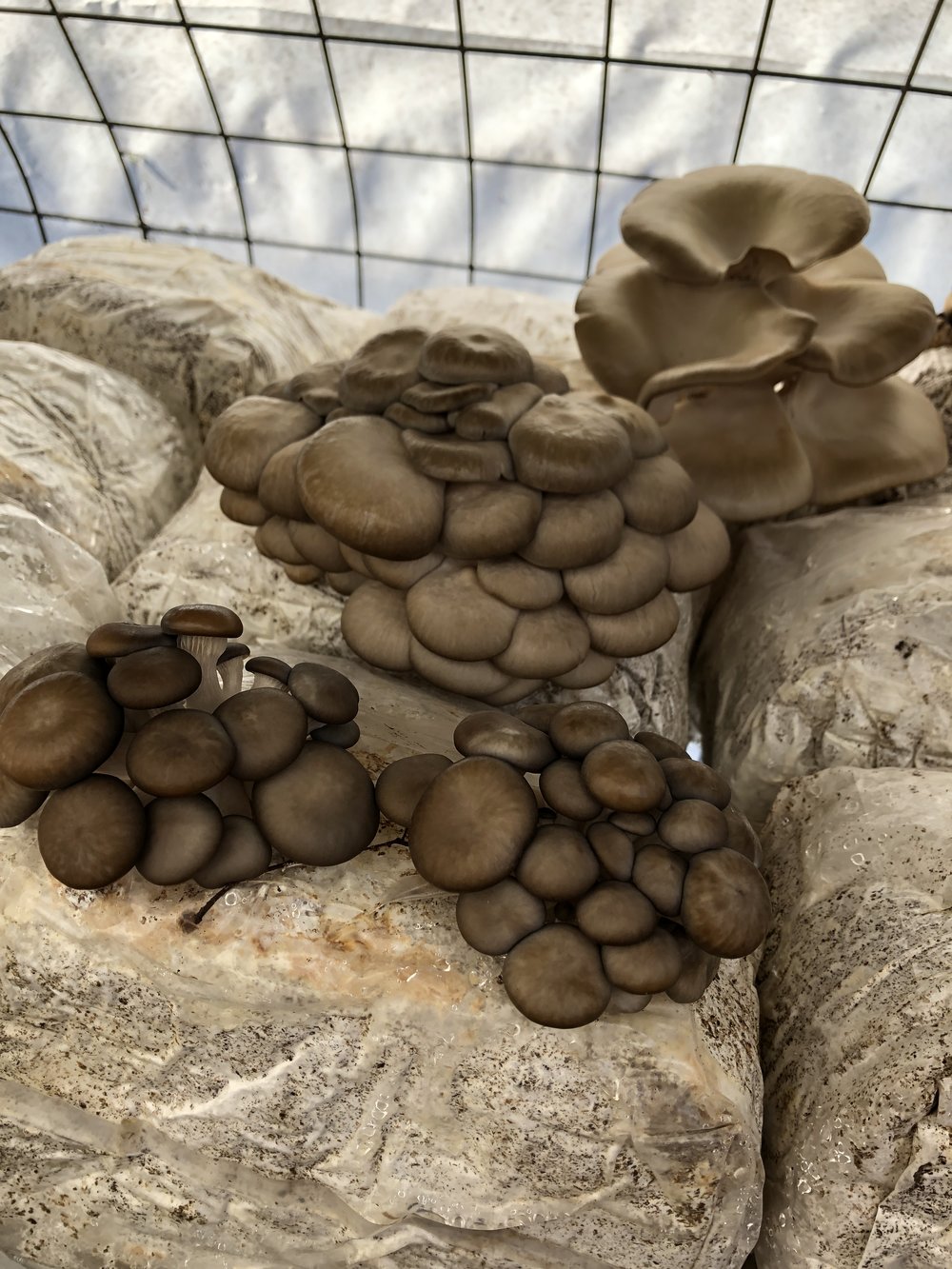 Oyster mushrooms in propagation house