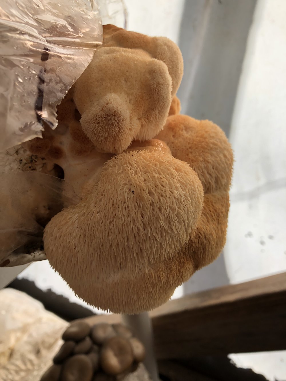 Lion's Mane mushroom 