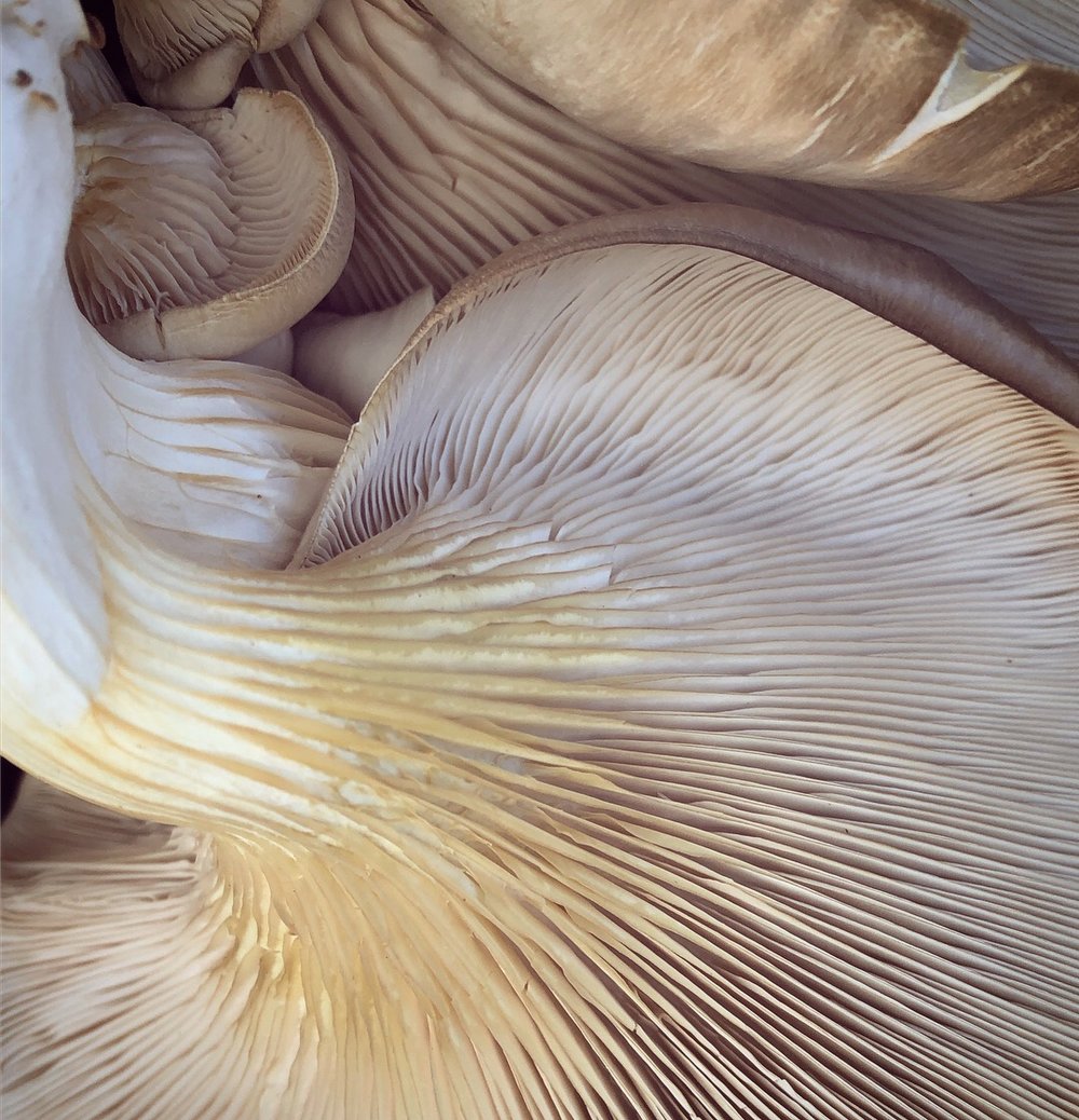 Oyster mushroom gills