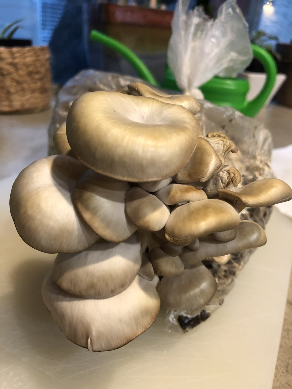 Kitchen-grown mushrooms