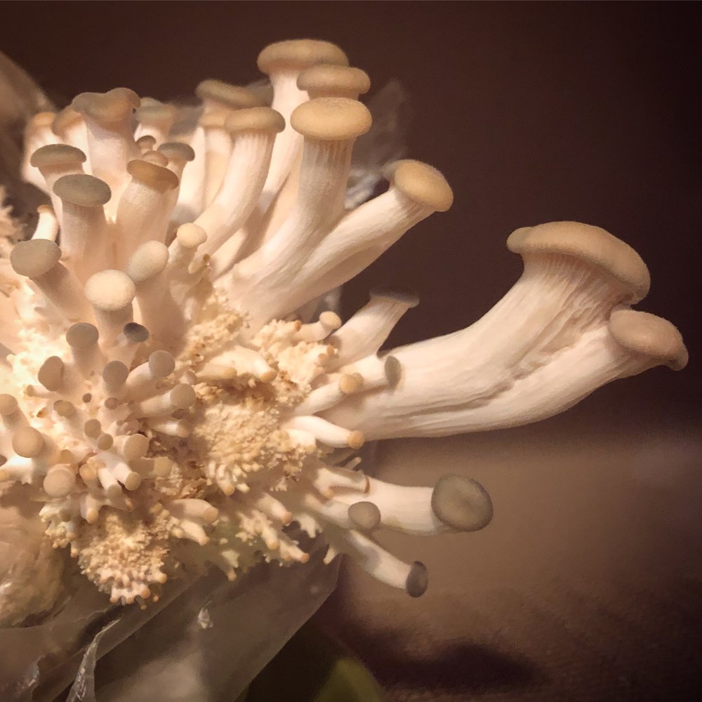 Close-up of oysters fruiting 