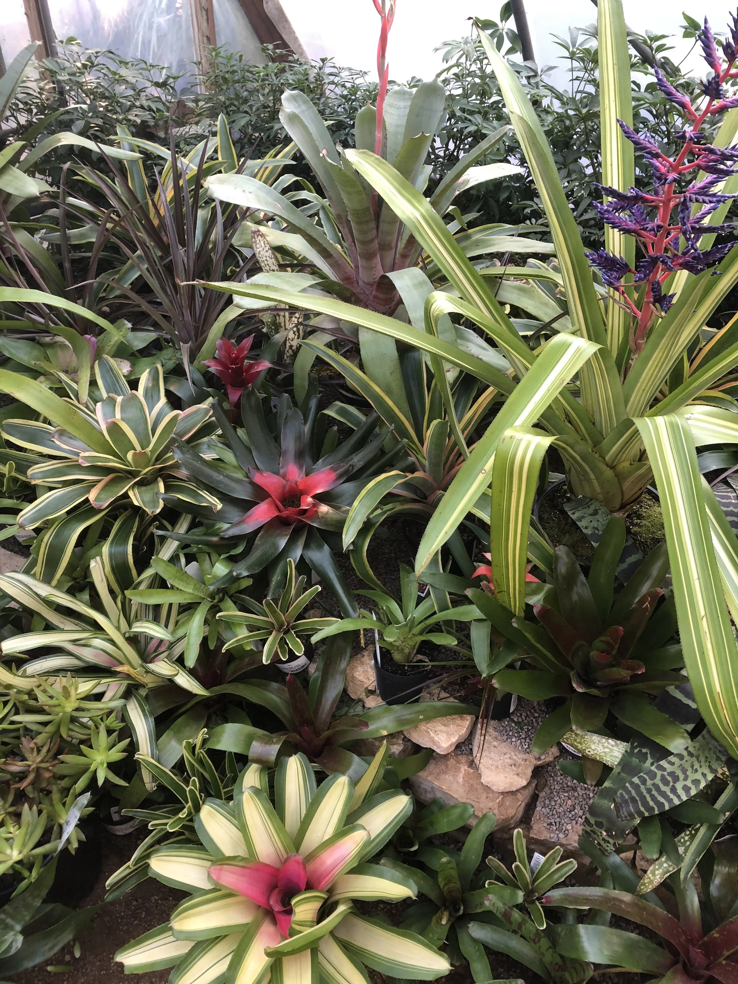 Houseplant Confidential with Jane Perrone