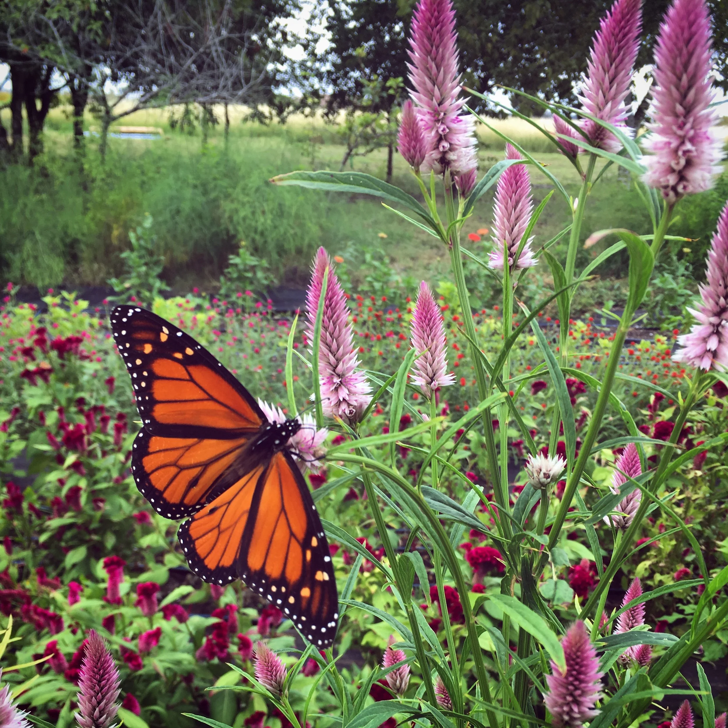 Amaranth to Zinnias with Gretchen O'Neil