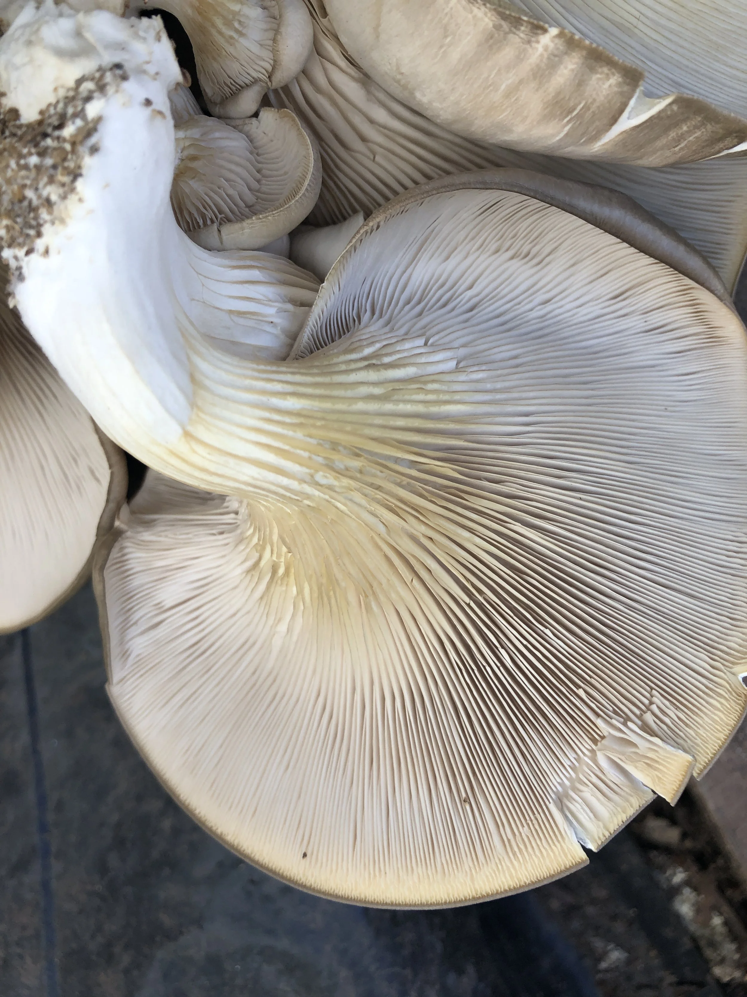 Fungal Vision with Daniel Reyes