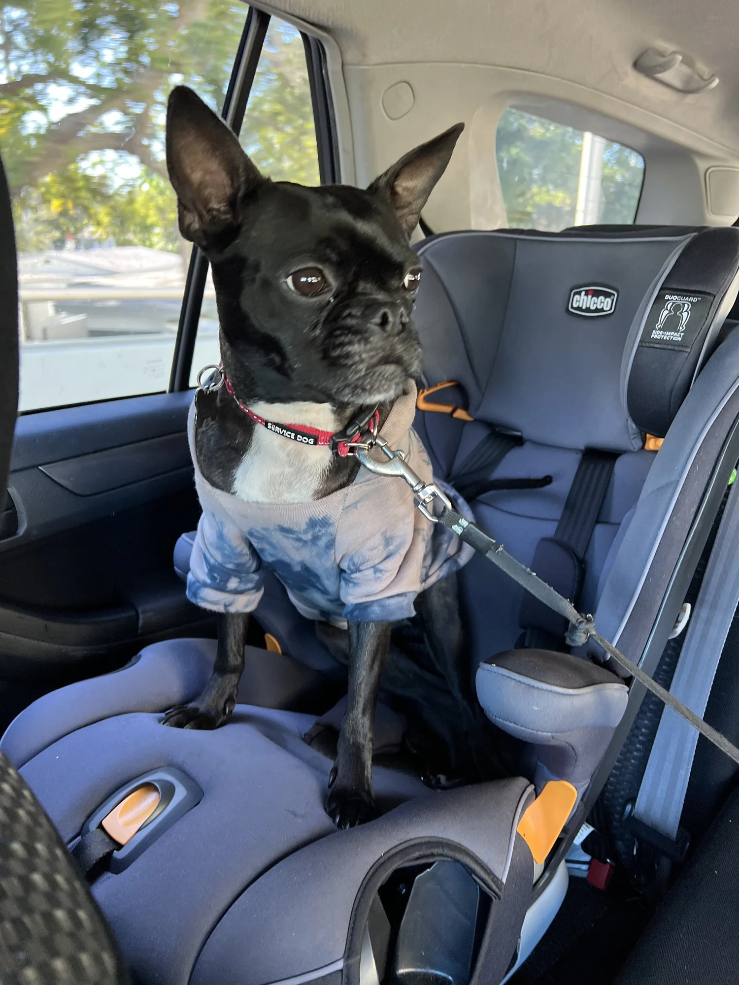 Nala, Office Dog at Transcend Counseling