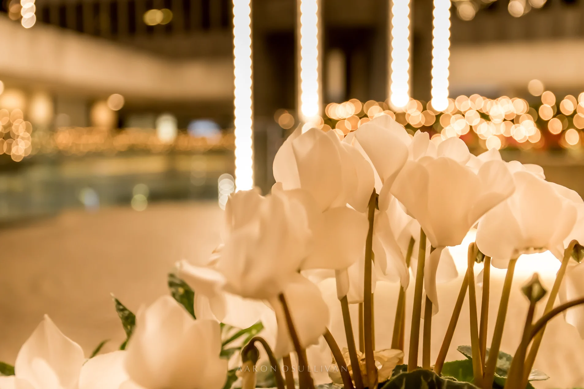 20171216-FLOWER BOKEH WEB WM1.jpg